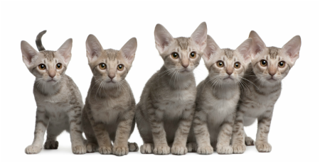 Cute Kittens Need Spayed