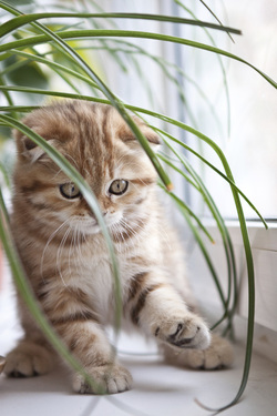 Kitten in plant